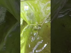 machine de pressage à l'huile de graines de tournesol